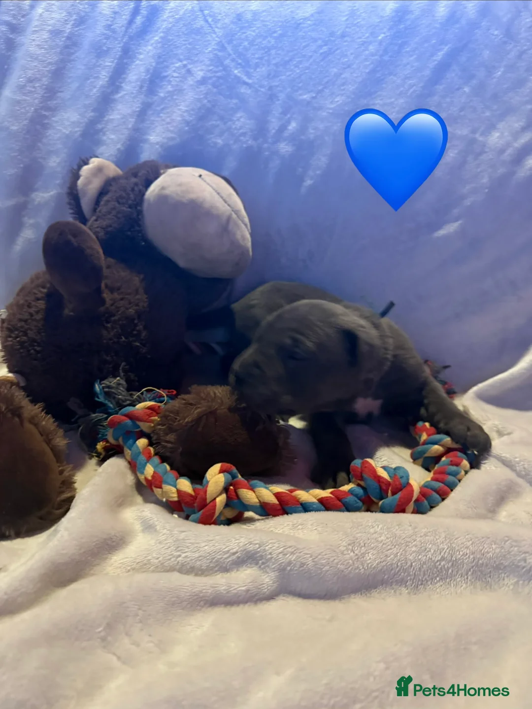 Cane Corso dogs for sale: Cane corso puppies ICCF registered  - Advert 22