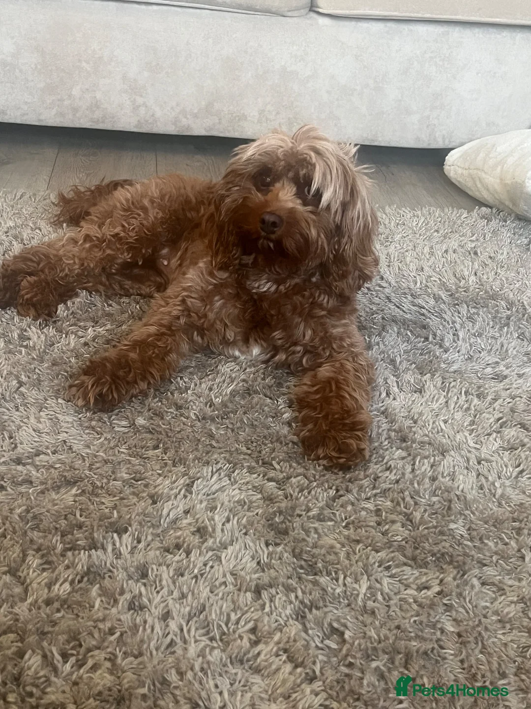 Cavapoo dogs for sale: Beautiful cavapoo puppies 🐶 - Advert 17