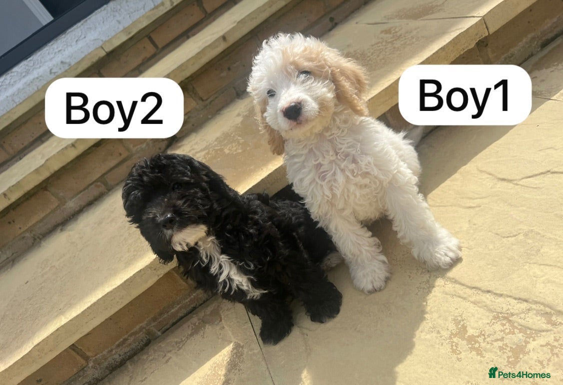 Cockapoo dogs Cockapoo puppies - Advert 3
