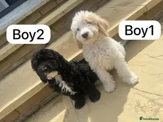 Cockapoo dogs Cockapoo puppies - Advert 3