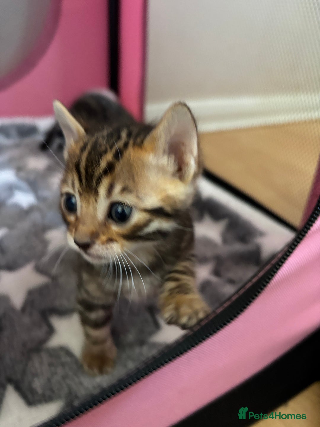 Bengal cats for sale: Supreme Grand Champion TICA bengal kittens  - Image 13