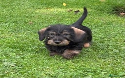 Miniature Dachshund dogs for sale: Wire Haired KC Miniature Dachshund  - Image 13