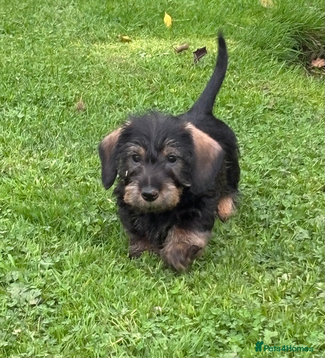 Miniature Dachshund dogs for sale: Wire Haired KC Miniature Dachshund  - Image 13