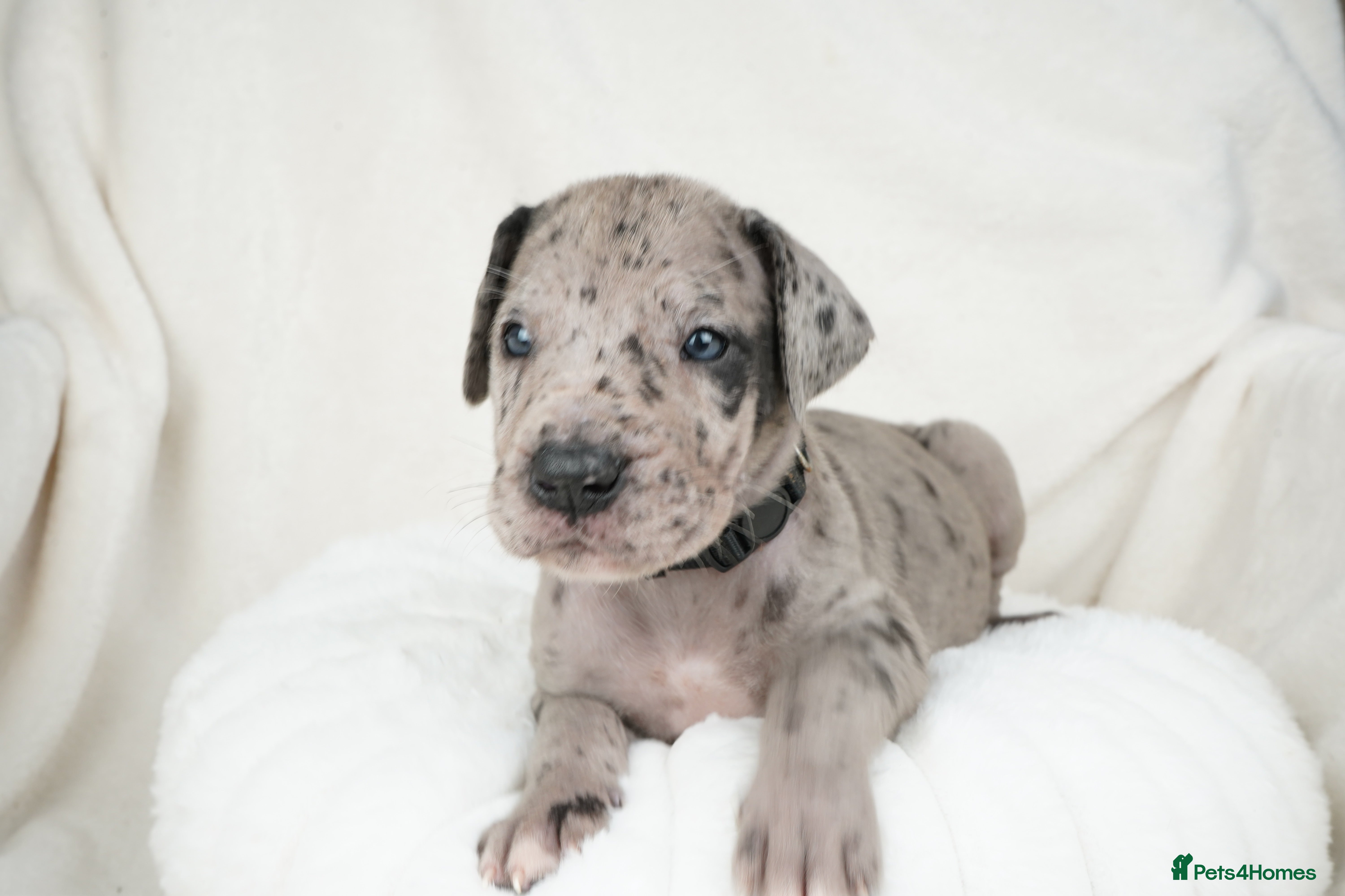 Great Dane dogs Health Tested KC reg Great Dane puppies - Advert 3