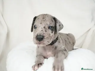Great Dane dogs Health Tested KC reg Great Dane puppies - Advert 3