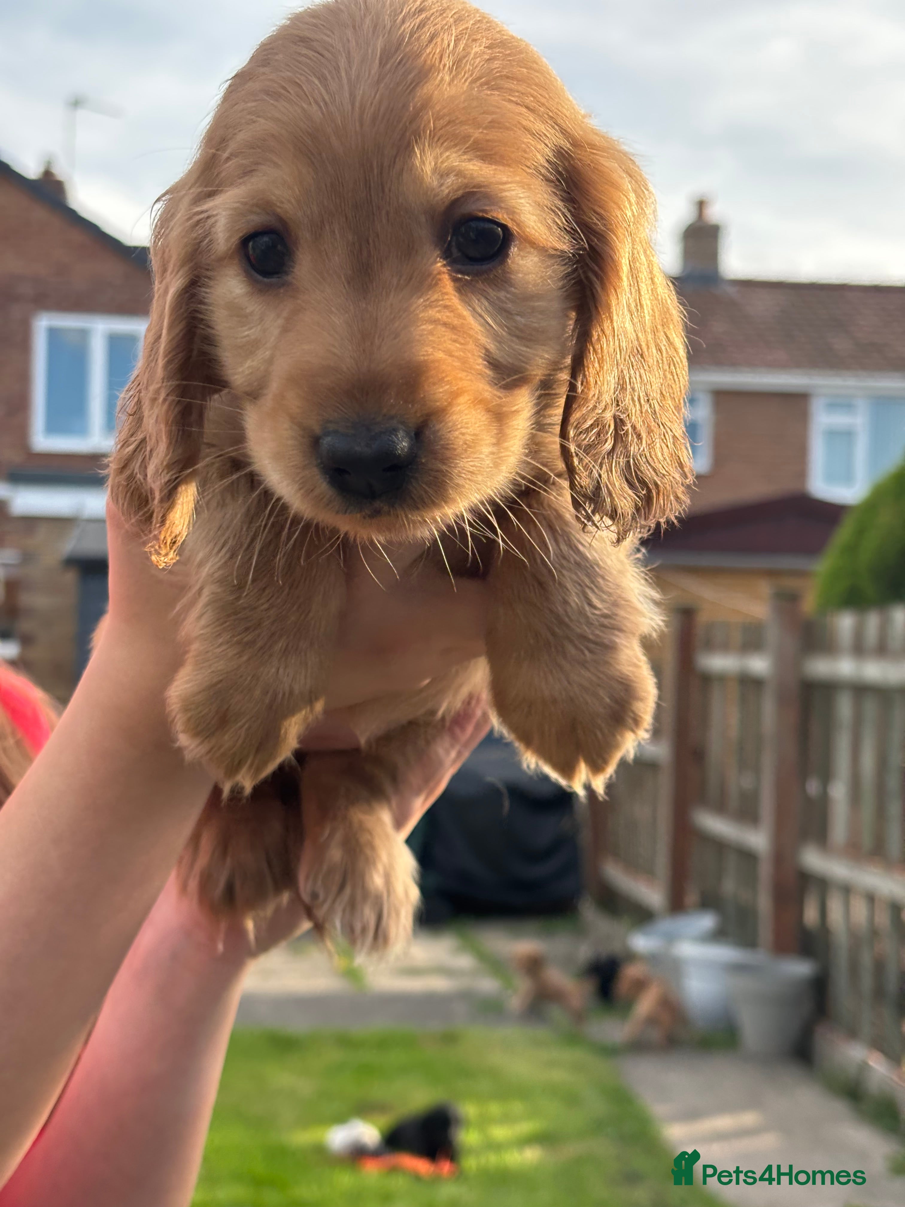 Cocker Spaniel dogs Beautiful Cocker spaniel pups  - Advert 2