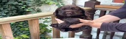 Cocker Spaniel dogs for sale: Working cocker spaniel puppies for sale - Advert 17
