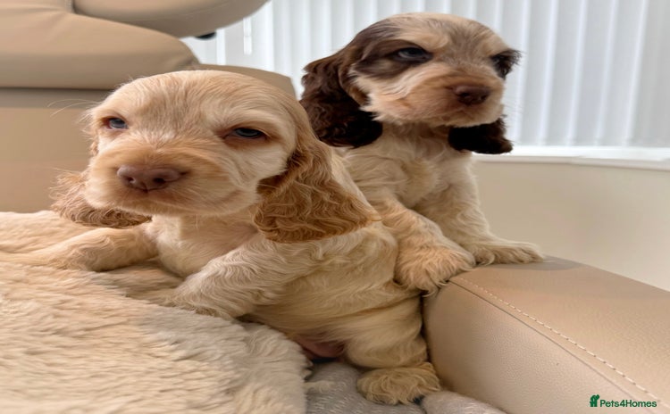 Cocker Spaniel dogs - Advert 10