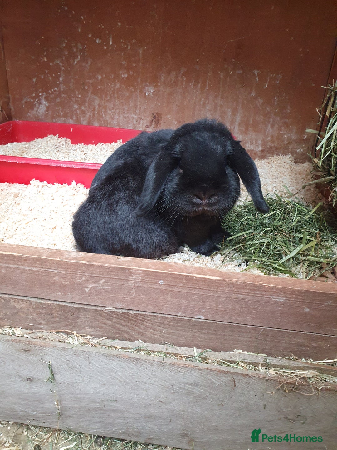 Dwarf Lop rabbits for sale: Spayed/neutered rabbits for adoption VAC Yurvac - Image 10