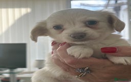 Mixed Breed dogs for sale: Chiweenie Long Haired Pups (Dachshund x Chihuahua) - Image 1
