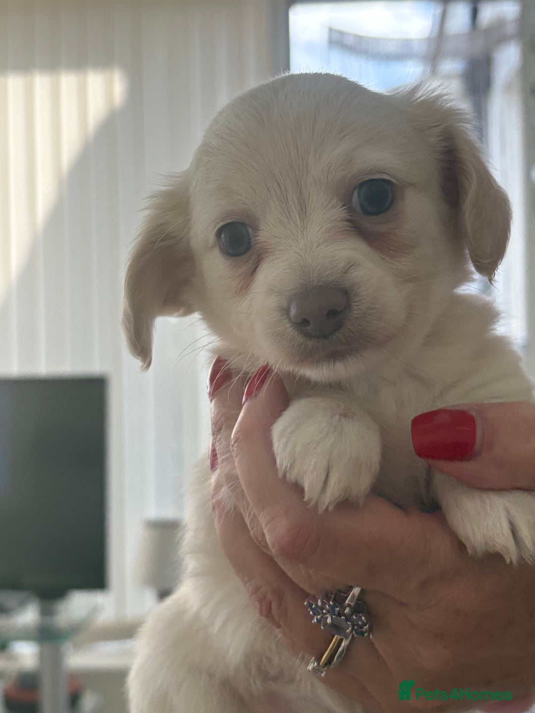 Mixed Breed dogs for sale: Chiweenie Long Haired Pups (Dachshund x Chihuahua) - Image 1