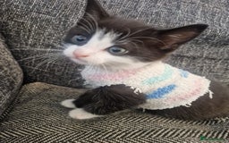 Mixed Breed cats for sale: Update! Beautiful litter of kittens 2 kitten left - Image 24