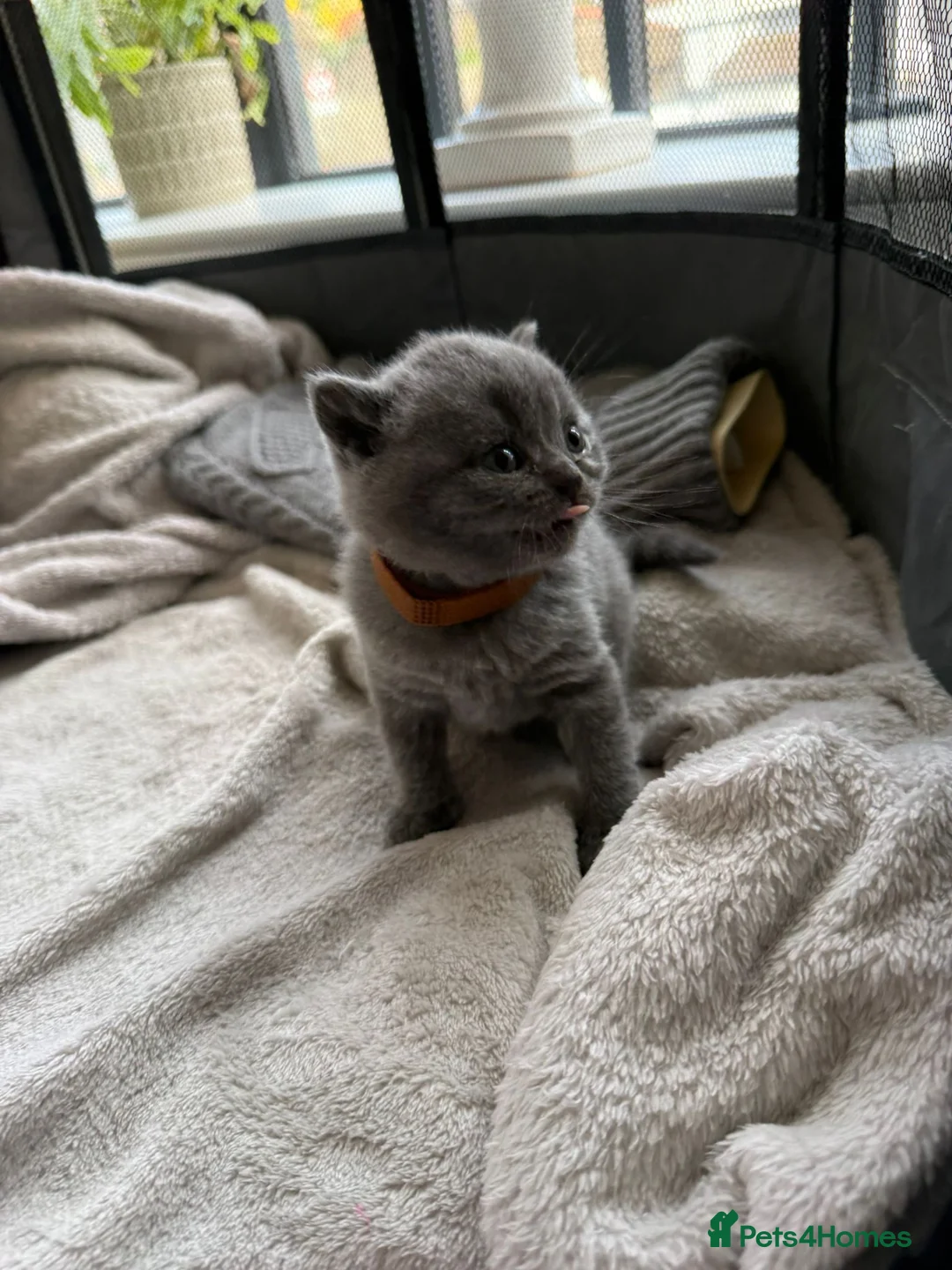 British Shorthair cats for sale: Beautiful British Shorthair kittens x4 - Advert 2