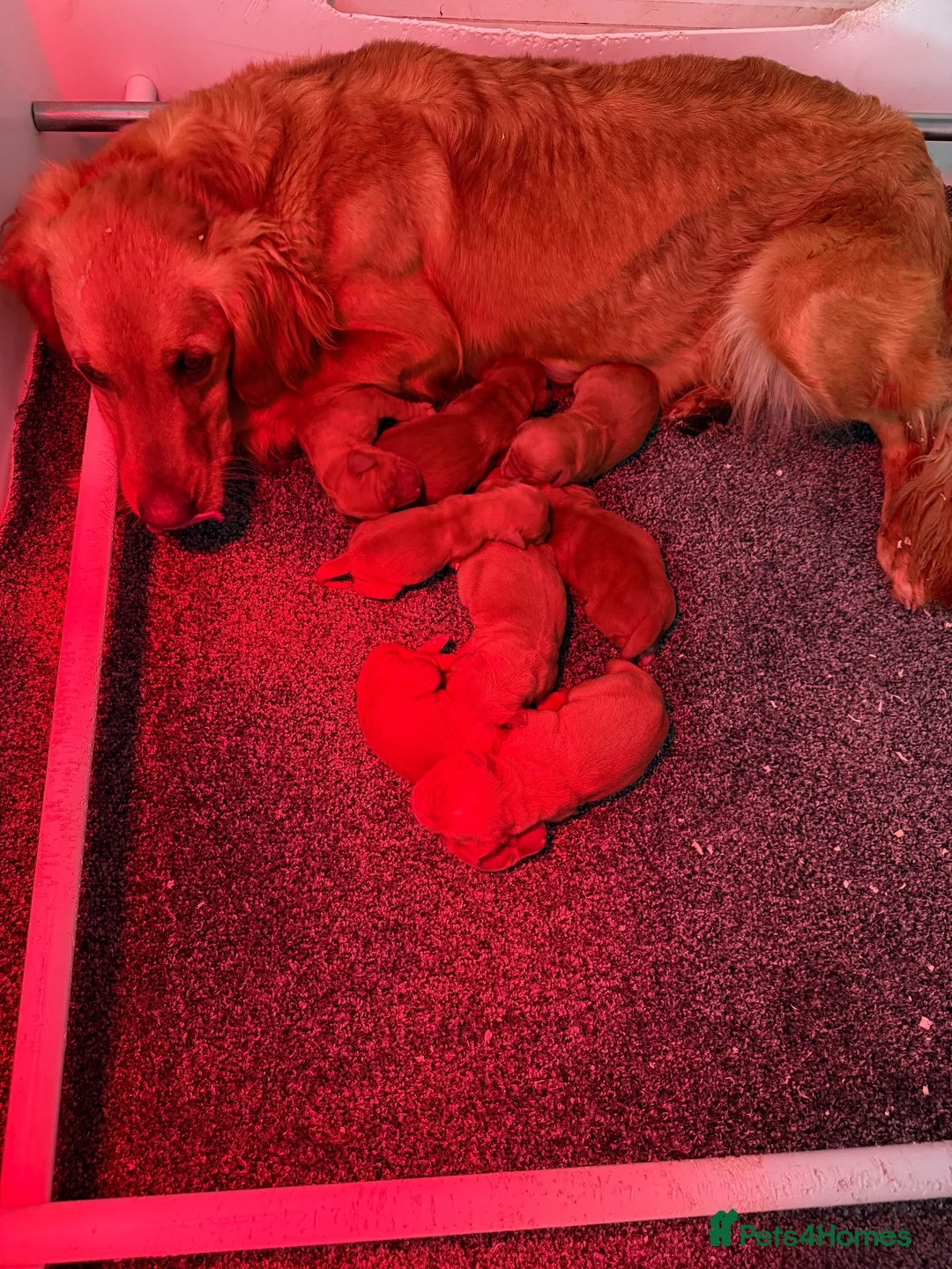 Golden Retriever dogs for sale: Stunning red Kc reg golden retriever puppies  - Advert 6