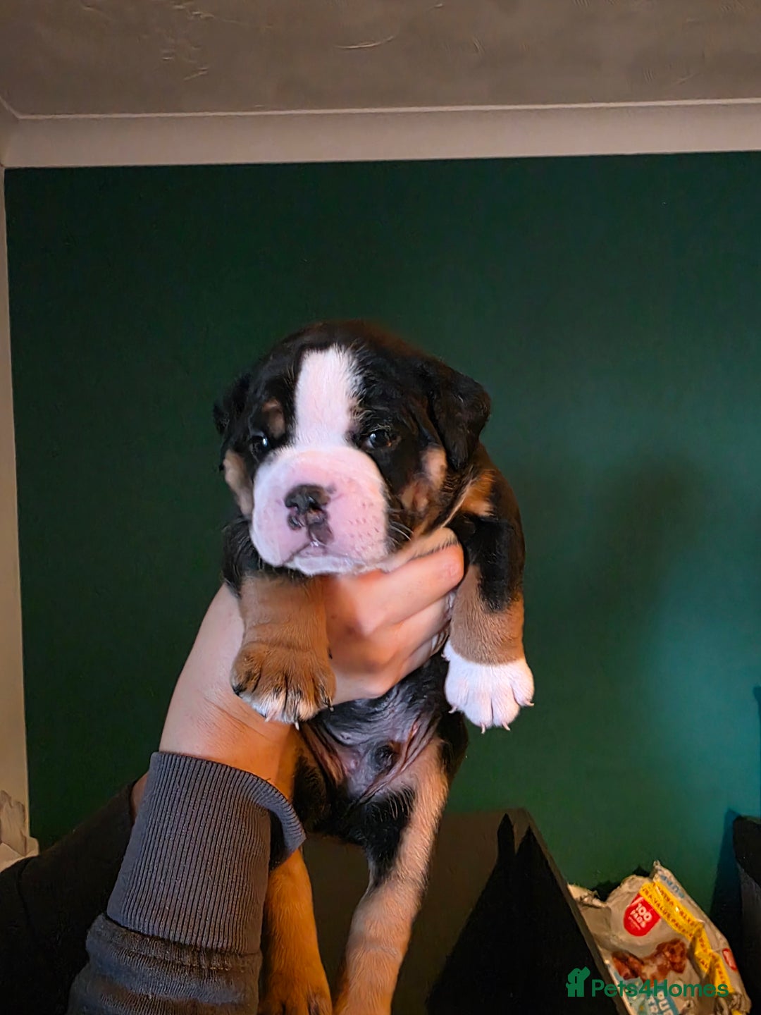 Olde English Bulldogge dogs for sale: Beautiful olde english Bulldogge pups  - Advert 21