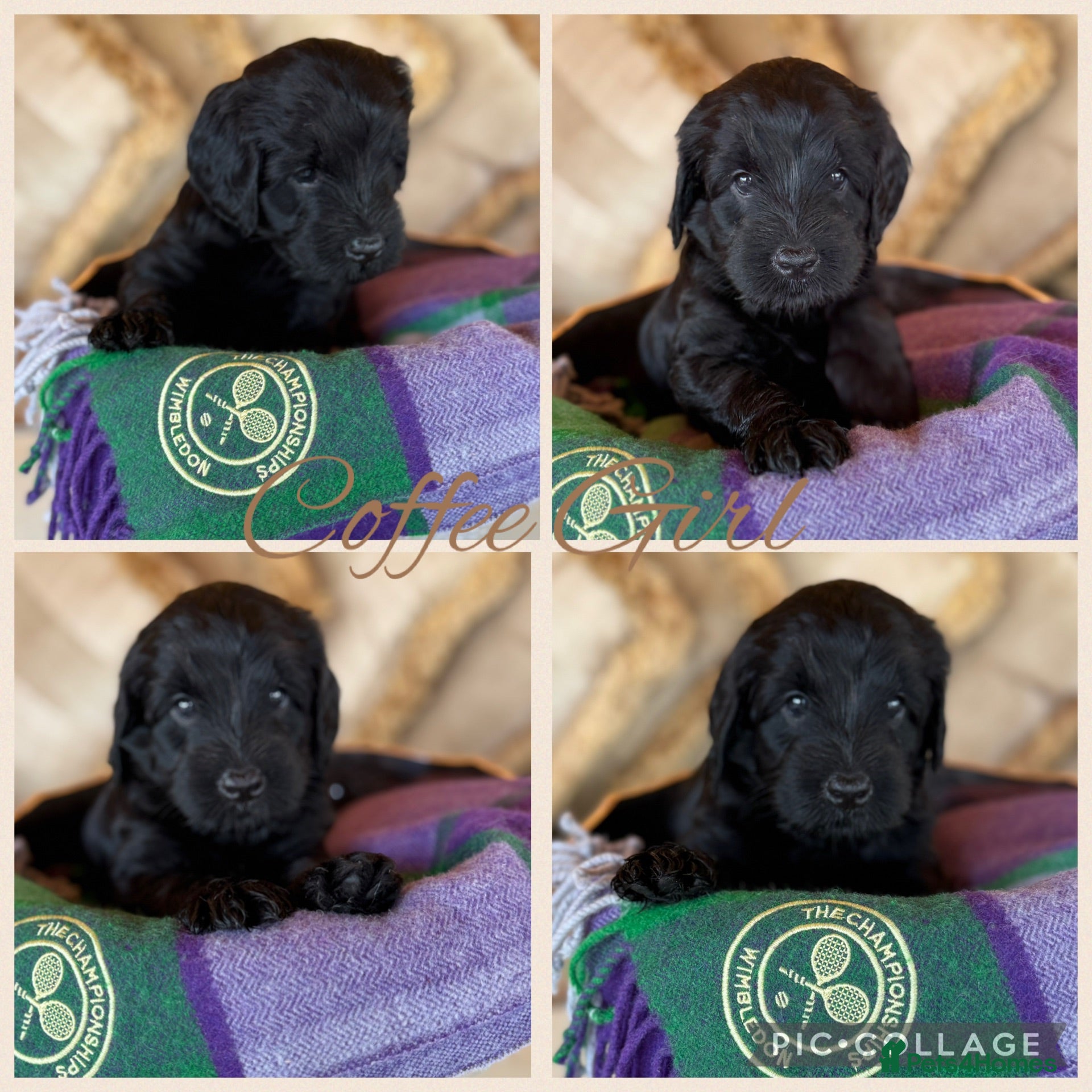 Labradoodle dogs Multigen Prestige Australian Labradoodle puppies💜 - Advert 2