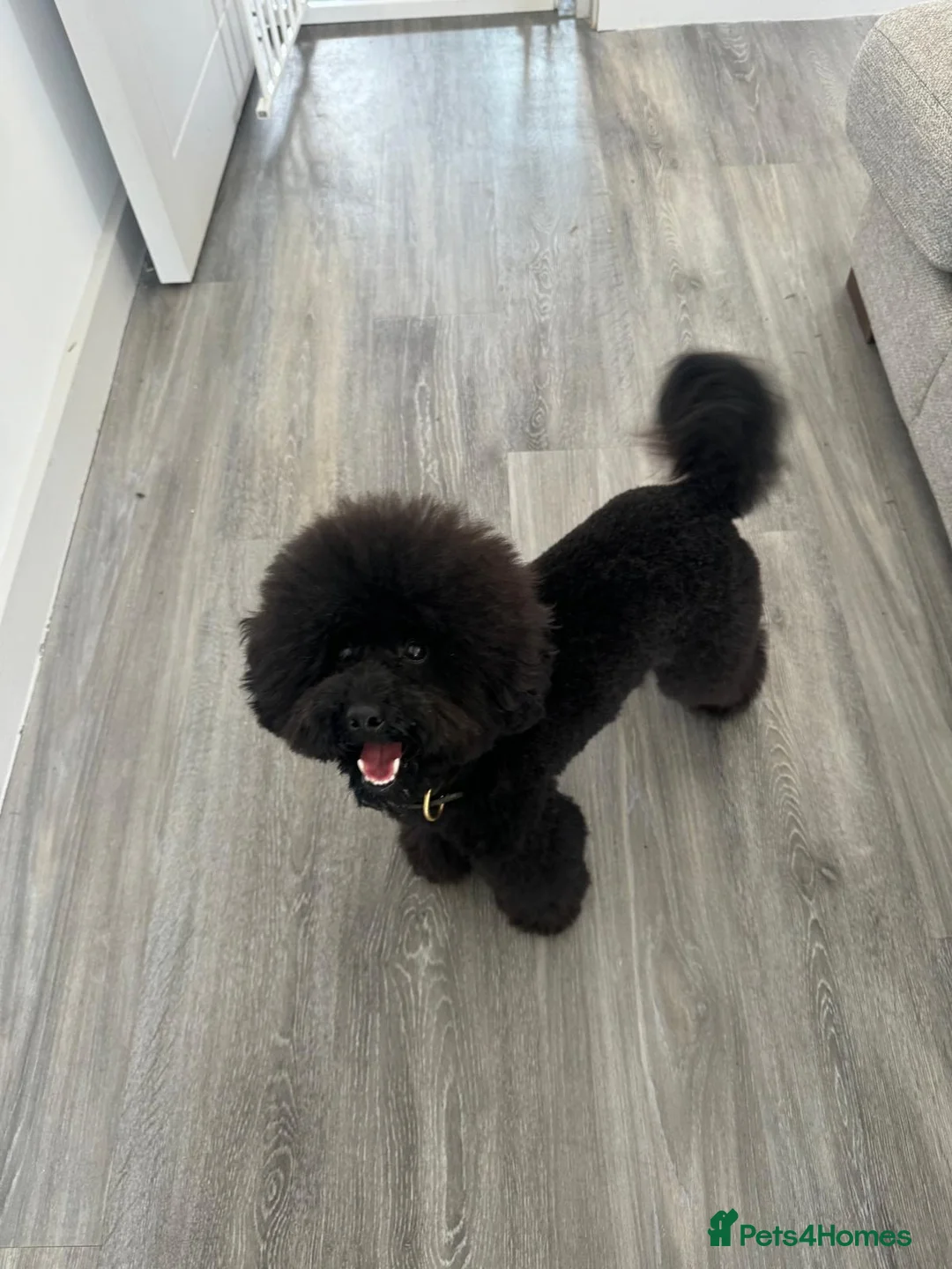Toy Poodle dogs for sale: Louis in Brighton - Advert 1