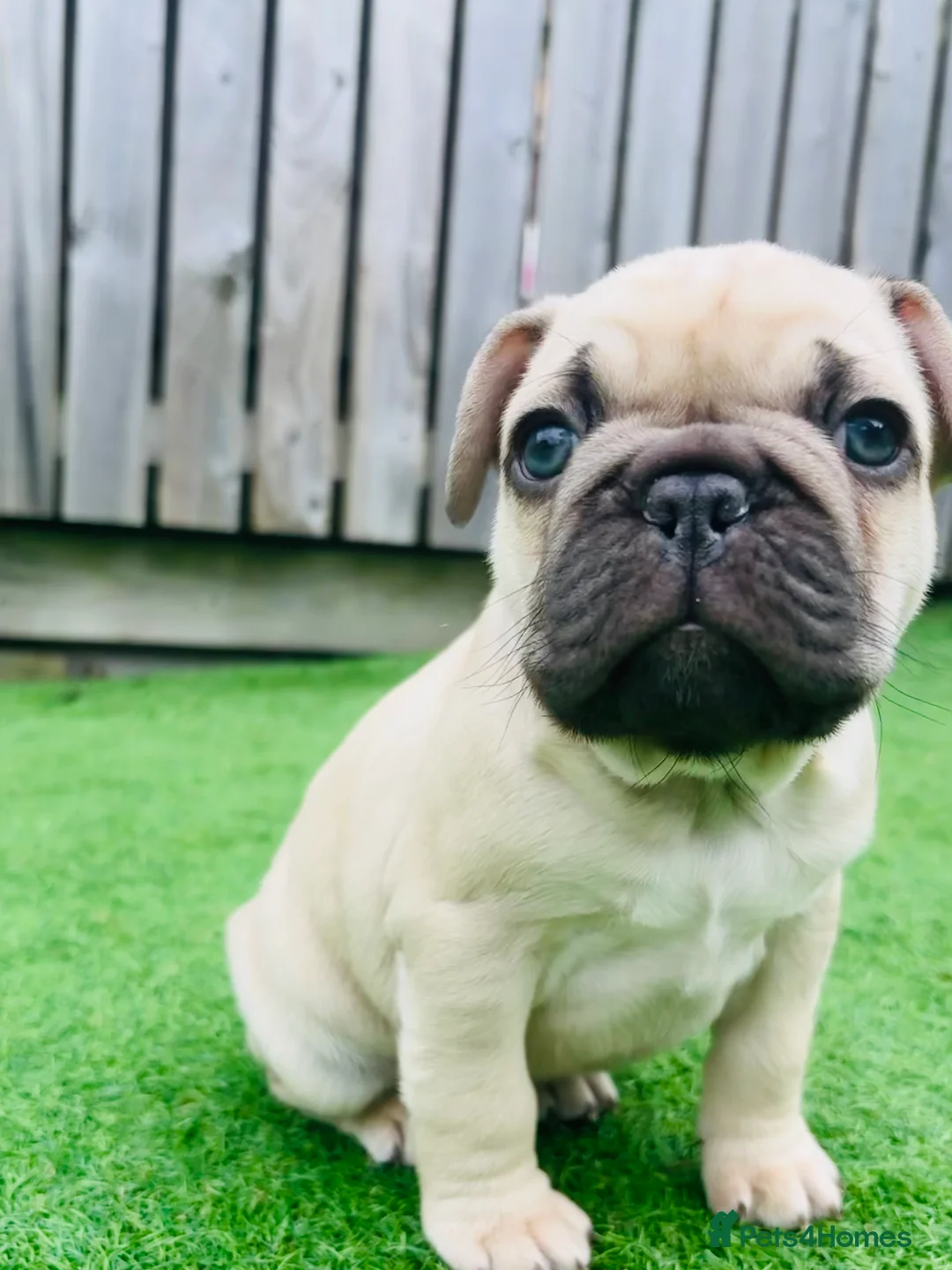 French Bulldog dogs for sale: French Bulldog Puppies - Fawn/Cream - Advert 16
