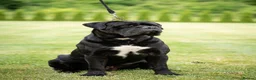 Cane Corso dogs for sale: Pedigree cane corso Male 1 yr old - Advert 9