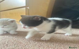 Mixed Breed cats for sale: Sweetest 5 kittens  - Image 5