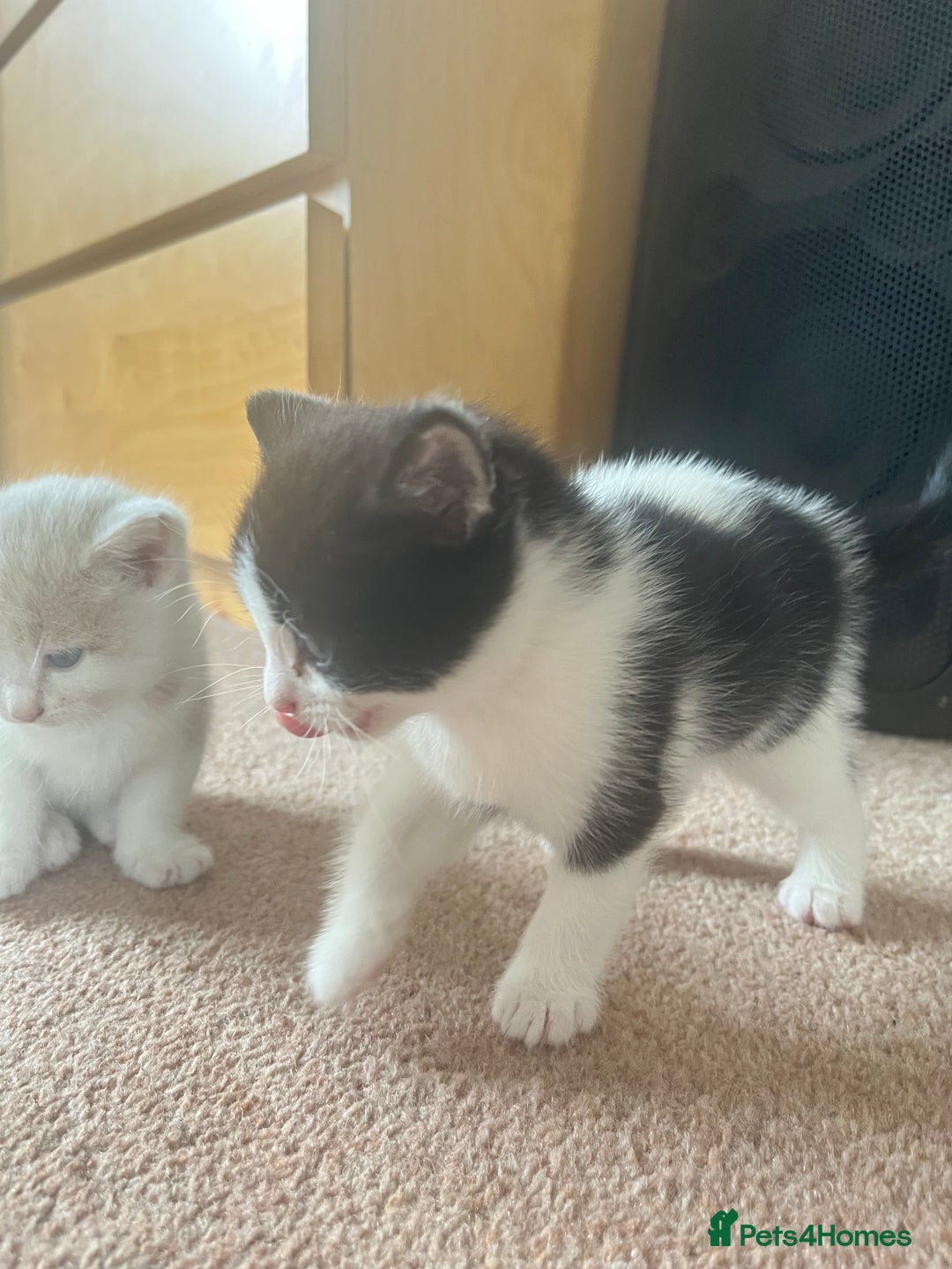 Mixed Breed cats for sale: Sweetest 5 kittens  - Image 5