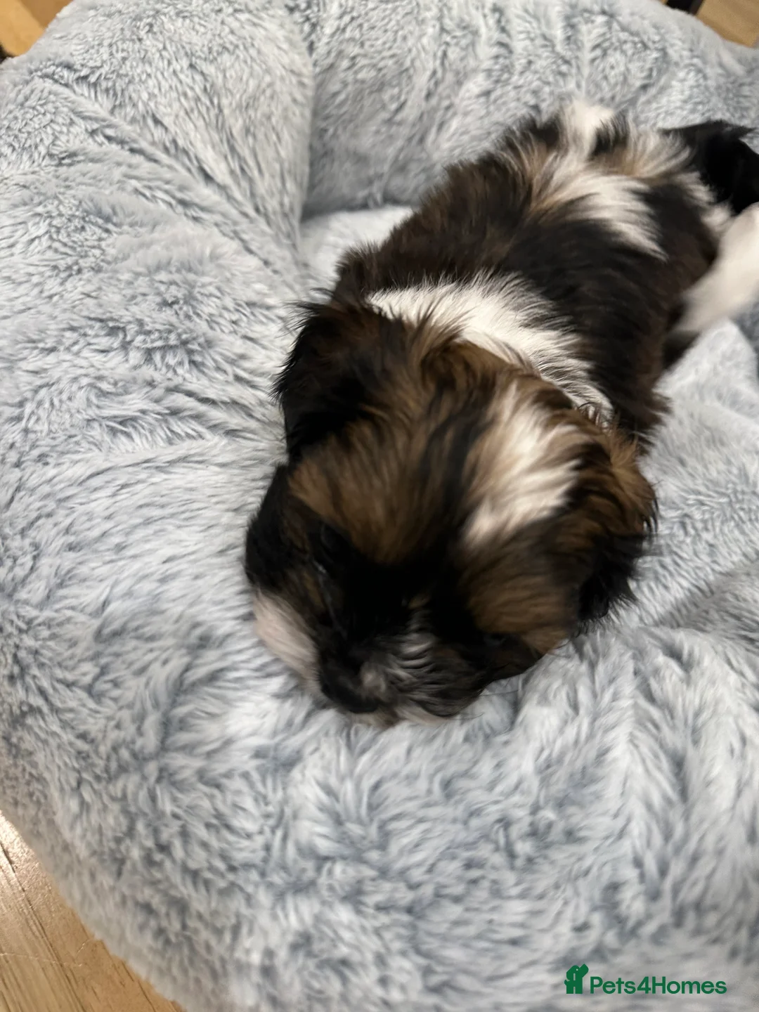 Shih Tzu dogs for sale: Shih Tzu puppies  - Advert 8