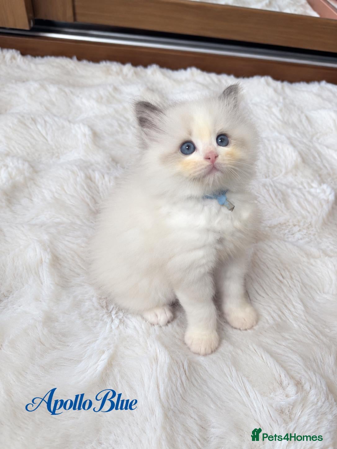 Ragdoll cats TICA Champion Bloodline Ragdoll Kittens - Advert 2