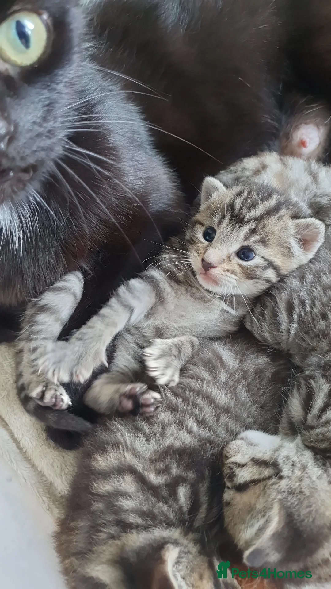 Mixed Breed cats for sale: 3 little boys  - Advert 2