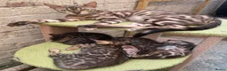 Bengal cats for sale: Young TICA Bengal boys seeking their families - Advert 3