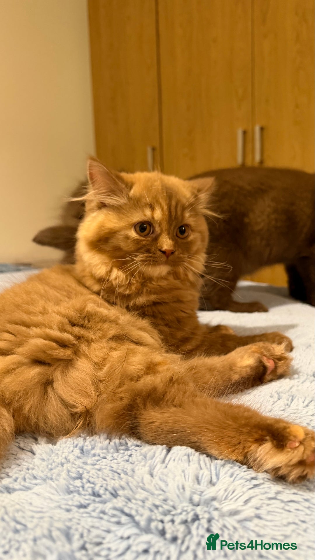 British Longhair cats for sale: Champion line kittens with excellent pedigrees - Advert 3