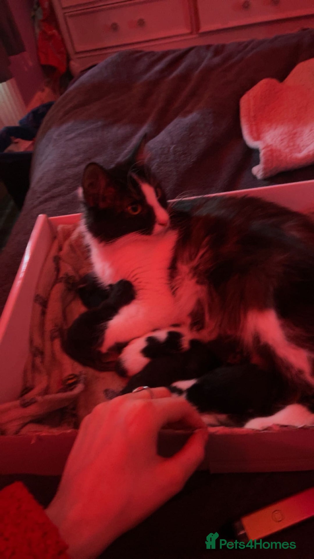 Domestic Shorthair cats for sale: Kittens for sale  - Image 3