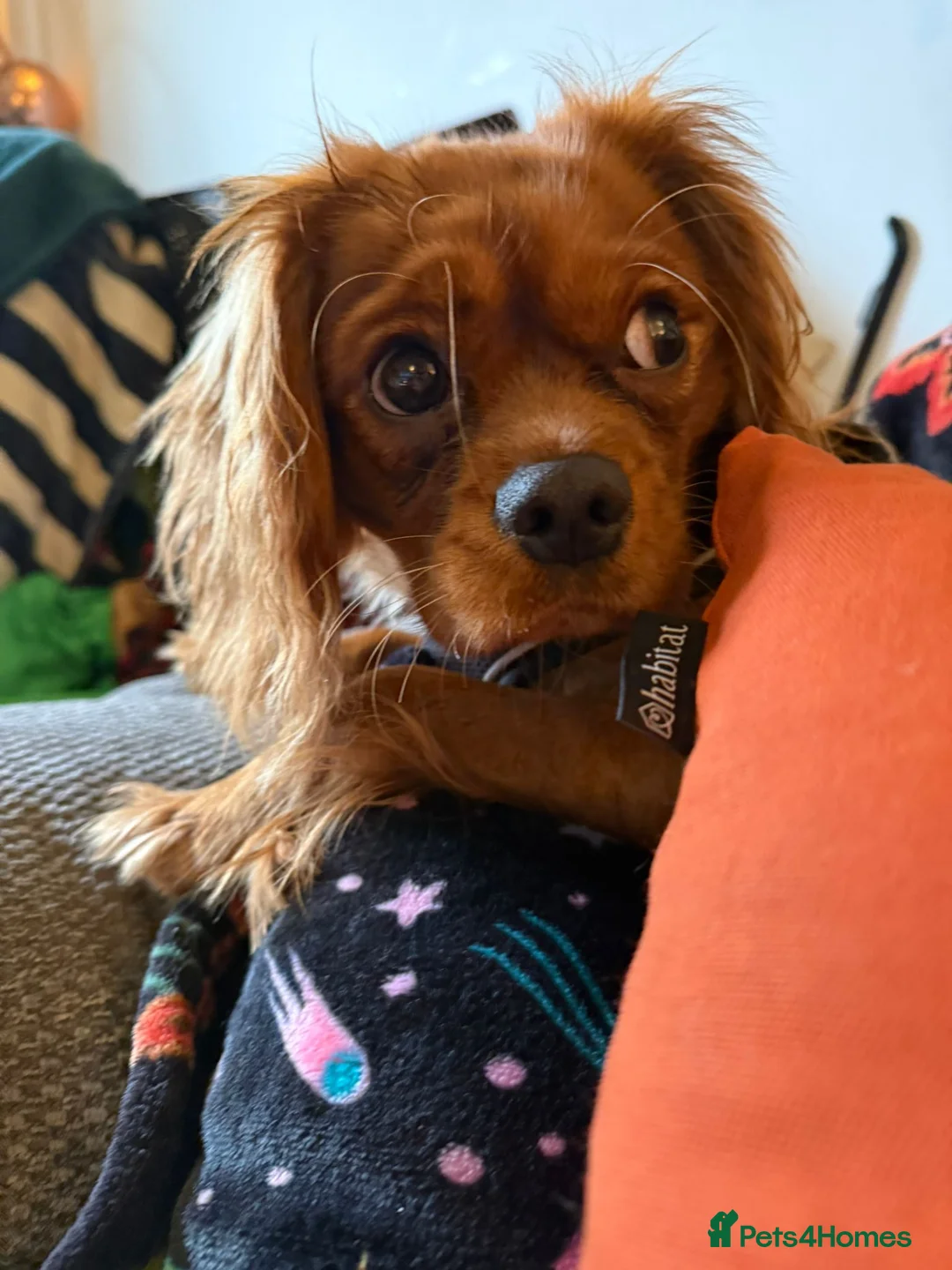 Cavalier King Charles Spaniel dogs for sale: Cavalier King Charles Spaniel puppy boy - Advert 2