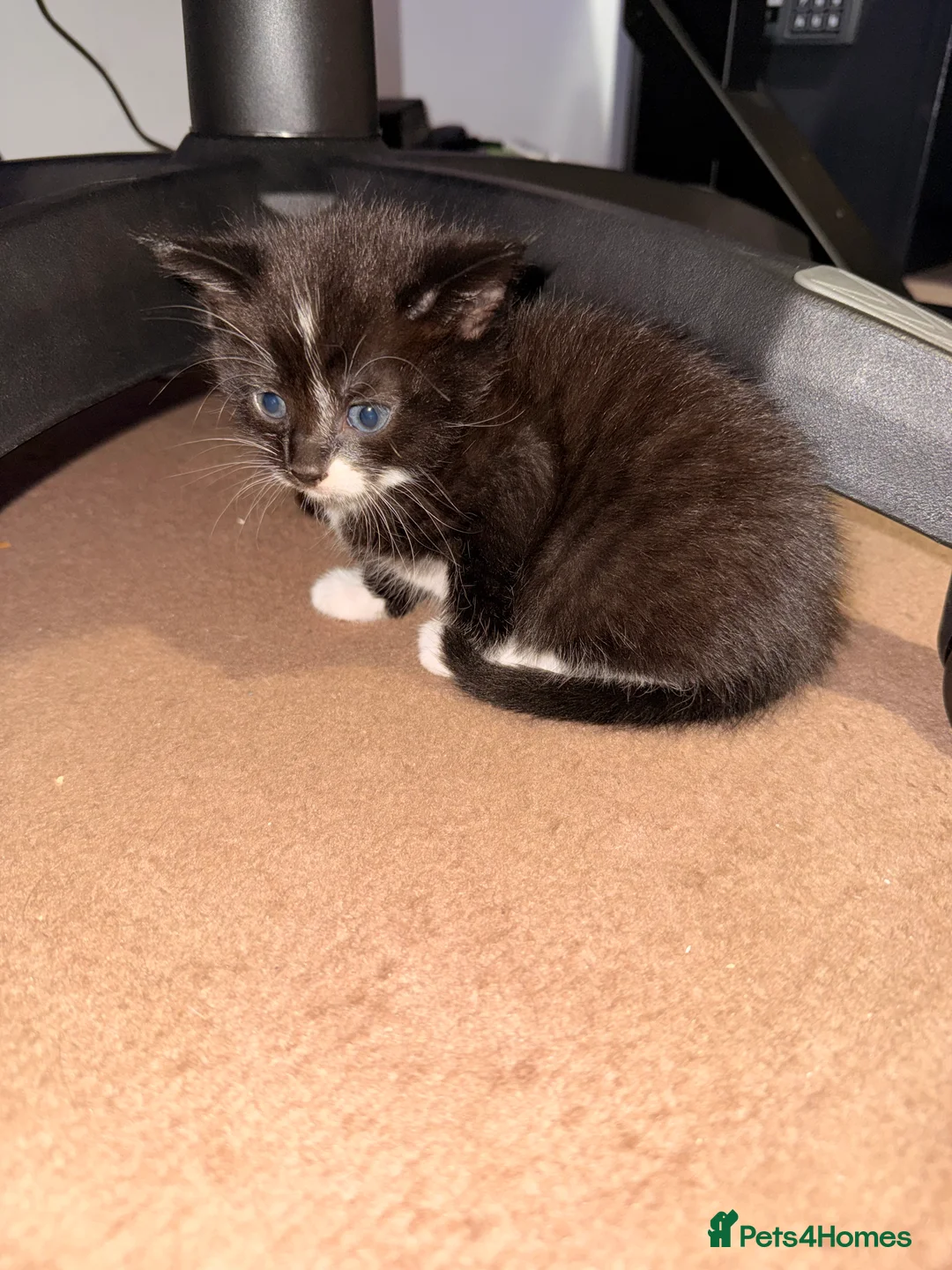 Mixed Breed cats for sale: 🐾 x4 Tabby Kittens Looking for Loving Homes! 🐾 in Gravesend - Advert 2