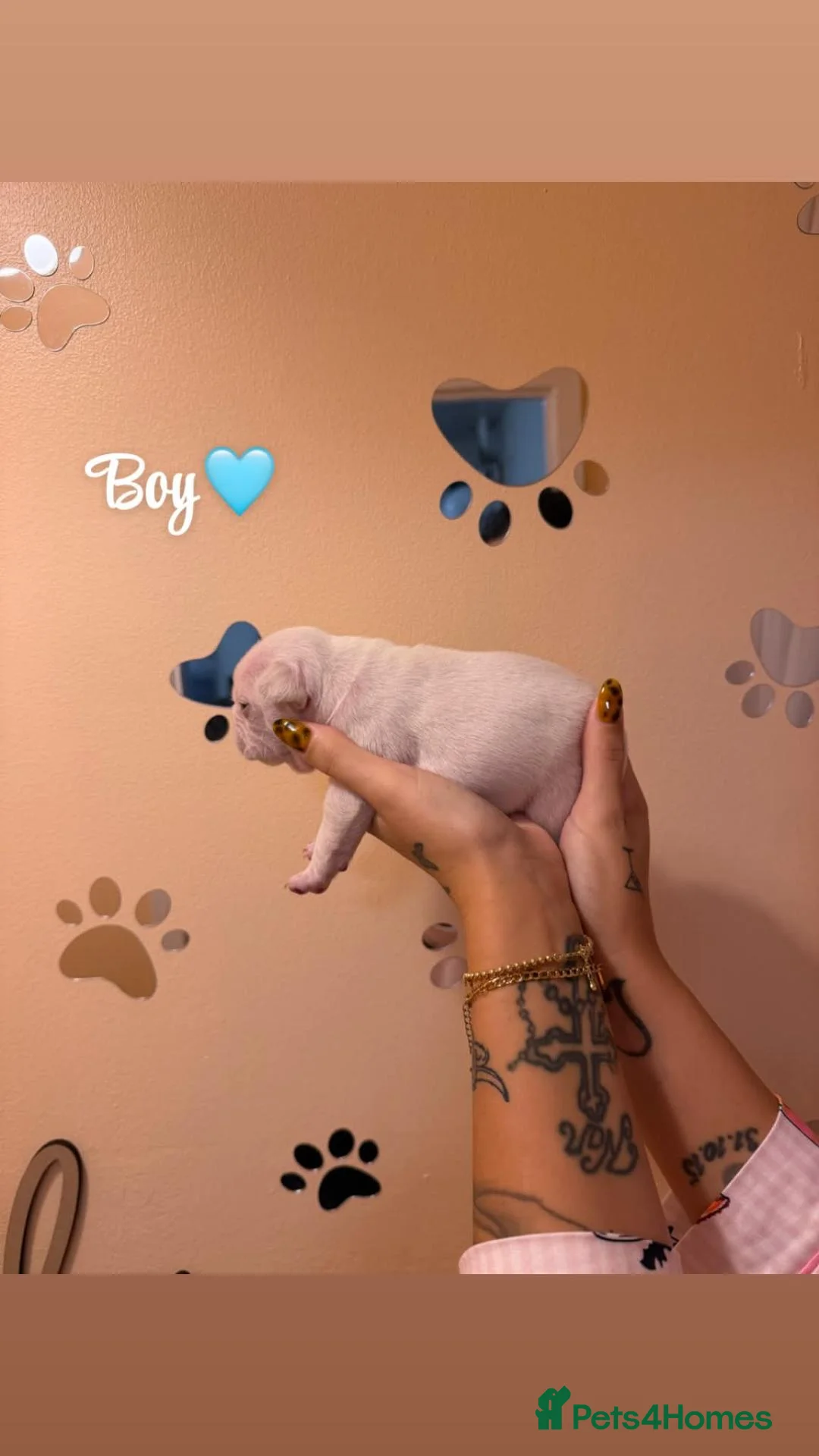 French Bulldog dogs for sale: ❤️STUNNING French bulldog puppys, ❤️ - Advert 10