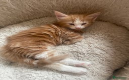 Mixed Breed cats for sale: 5 Fluffy Half Maine Coon kittens - Advert 36