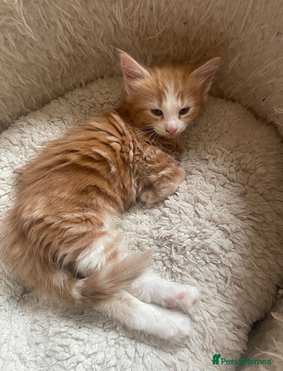 Mixed Breed cats for sale: 5 Fluffy Half Maine Coon kittens - Advert 36