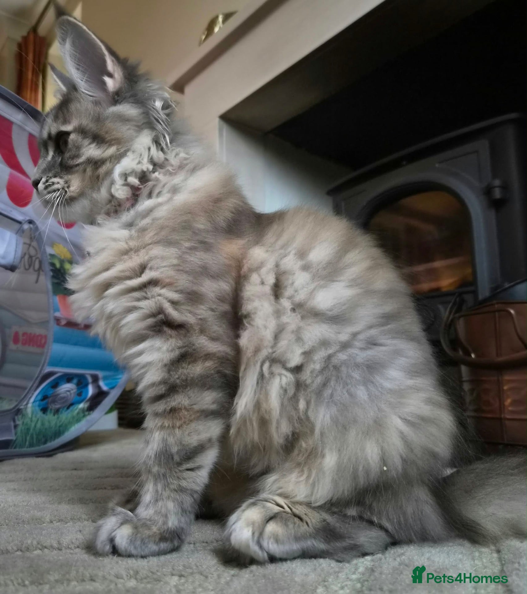 Maine Coon cats XXL BLUE TABBY MAINE COON RUSSIAN LINE FEMALE 🐈‍⬛ - Advert 2