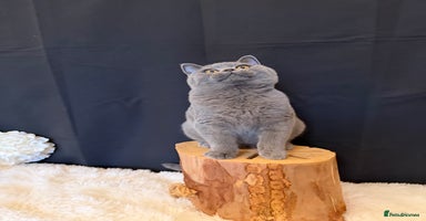 British Shorthair cats - Advert 5