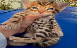 Keetso cats for sale: Stunning golden keetsos  - Image 7