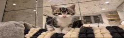 Mixed Breed cats for sale: 6 lovely kittens - Advert 12