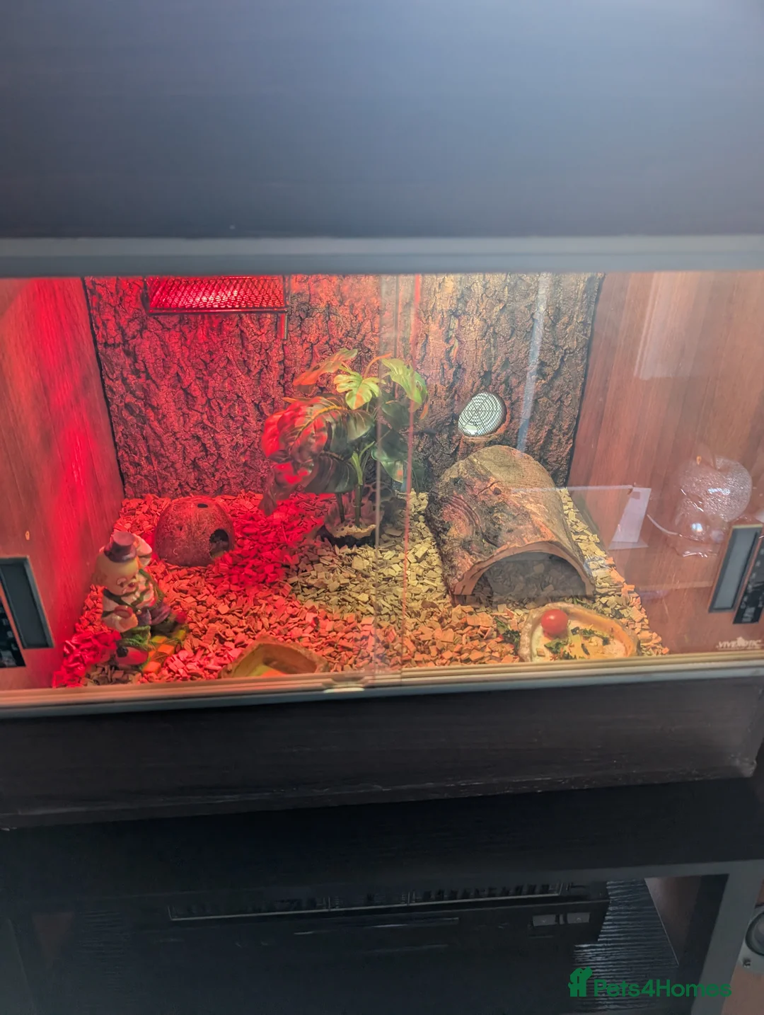 Gecko reptiles for sale: Gekos in Dudley - Advert 4