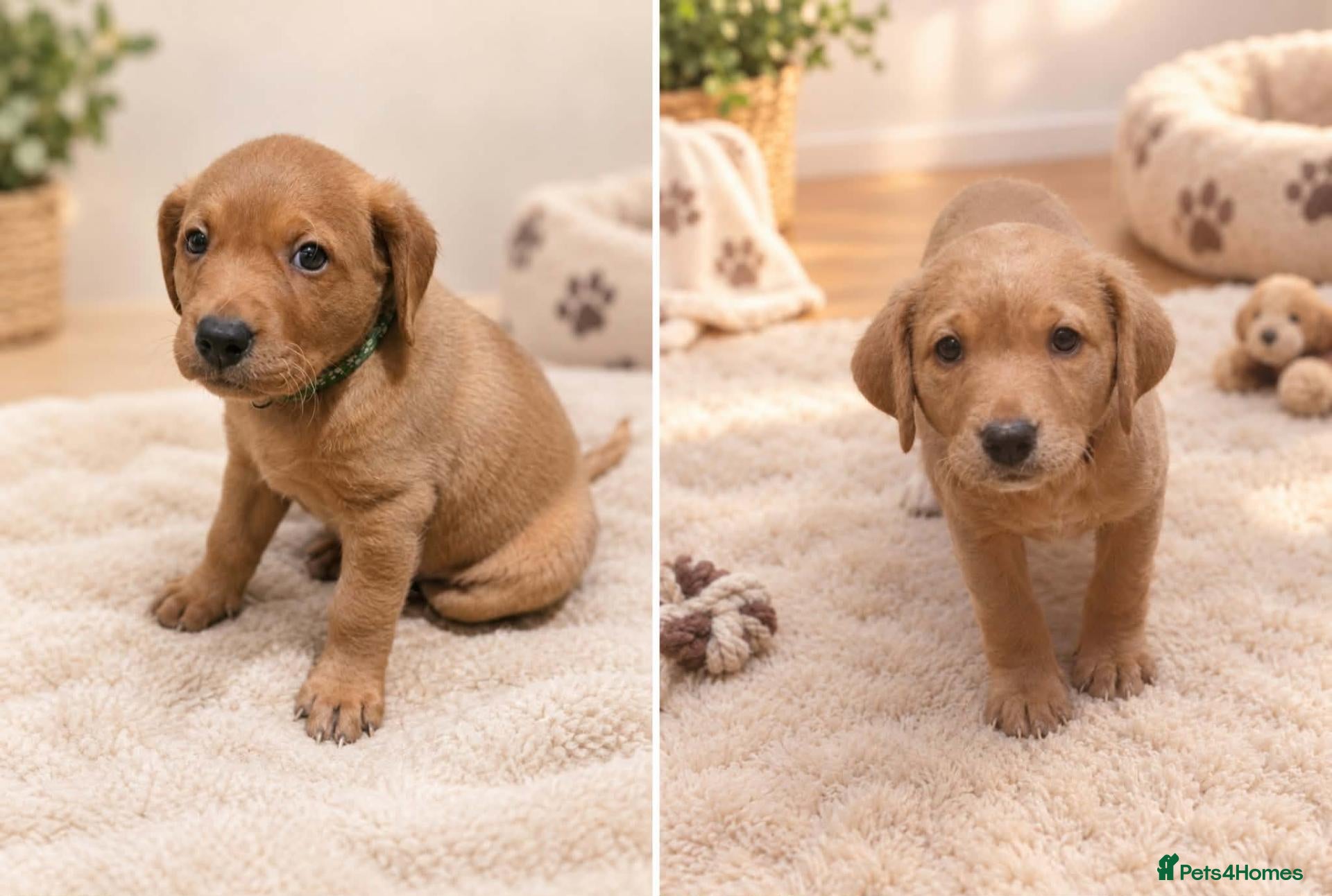 Labrador Retriever dogs LABRADOR PUPPIES ONLY 1 BOY 💚 AND 1 GIRL 🩷LEFT - Advert 2