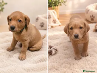 Labrador Retriever dogs LABRADOR PUPPIES ONLY 1 BOY 💚 AND 1 GIRL 🩷LEFT - Advert 2