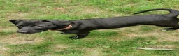 Mixed Breed dogs for sale: 7 beautiful staffie x labradoodle puppies for sale - Advert 10