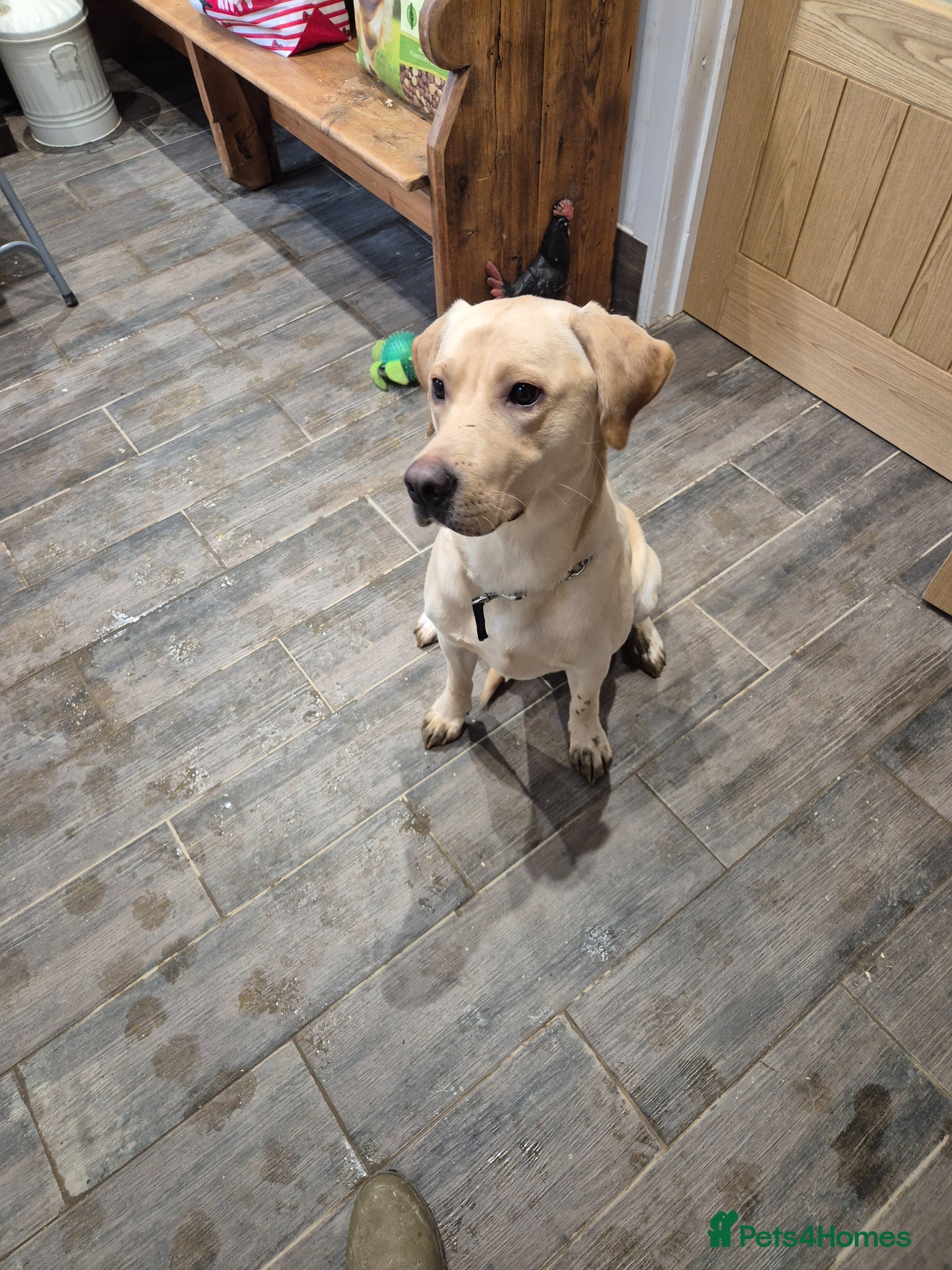 Labrador Retriever dogs Labrador Male - Advert 1