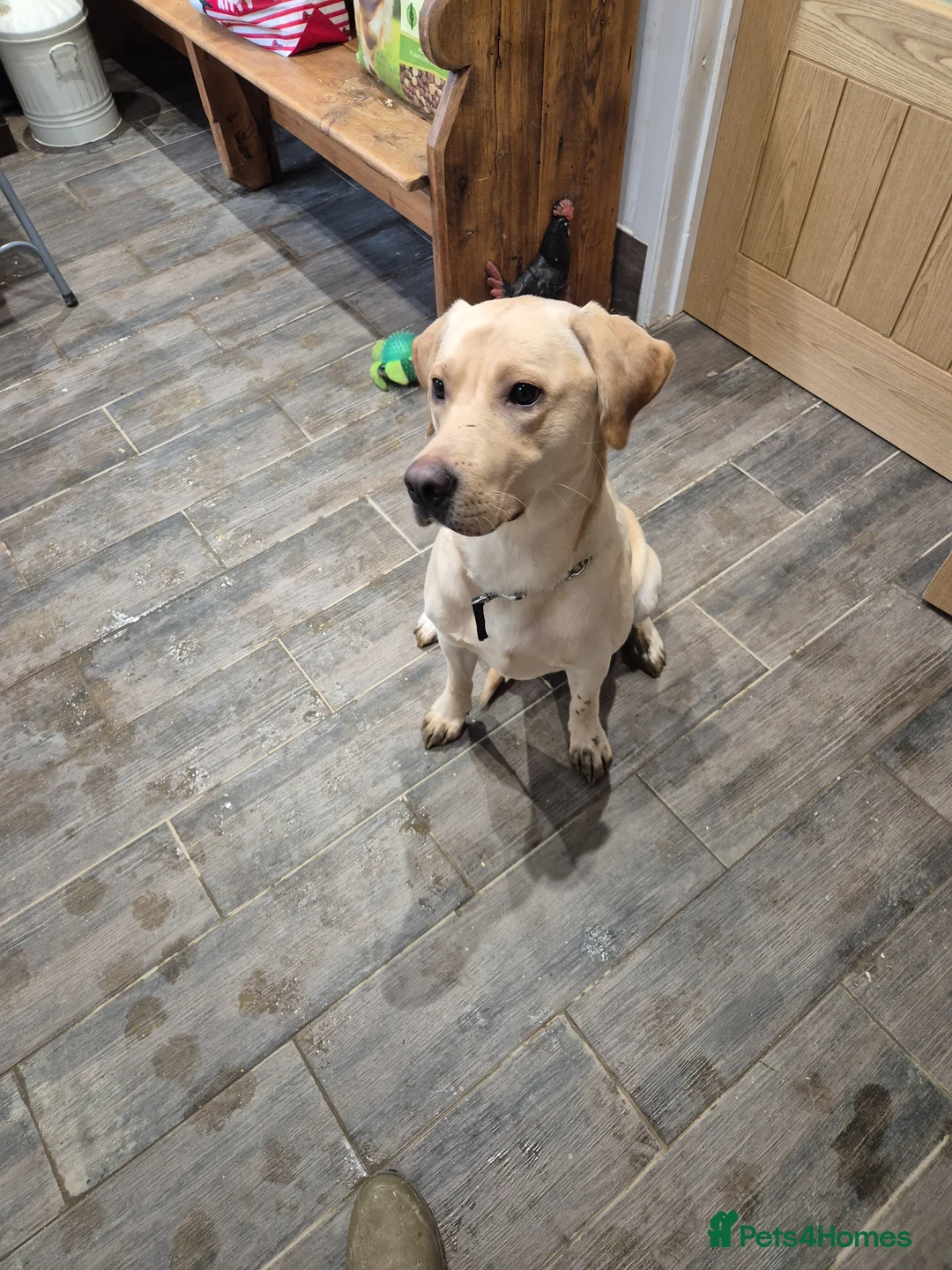 Labrador Retriever dogs for sale: Labrador Male - Advert 1