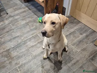 Labrador Retriever dogs for sale: Labrador Male - Advert 4