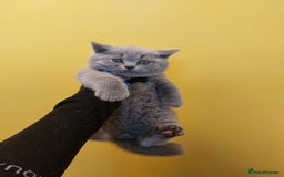 British Shorthair cats for sale: OUTSTANDING🏆PEDIGREE🎖CH SIRED in Dudley - Image 22