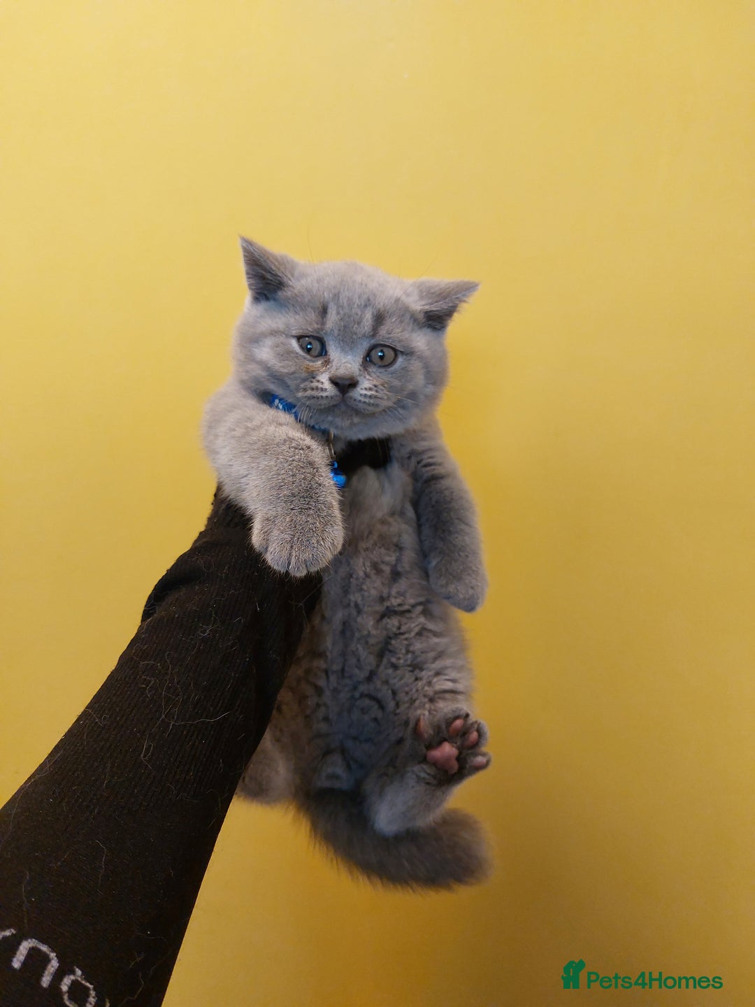 British Shorthair cats for sale: OUTSTANDING🏆PEDIGREE🎖CH SIRED in Dudley - Image 22