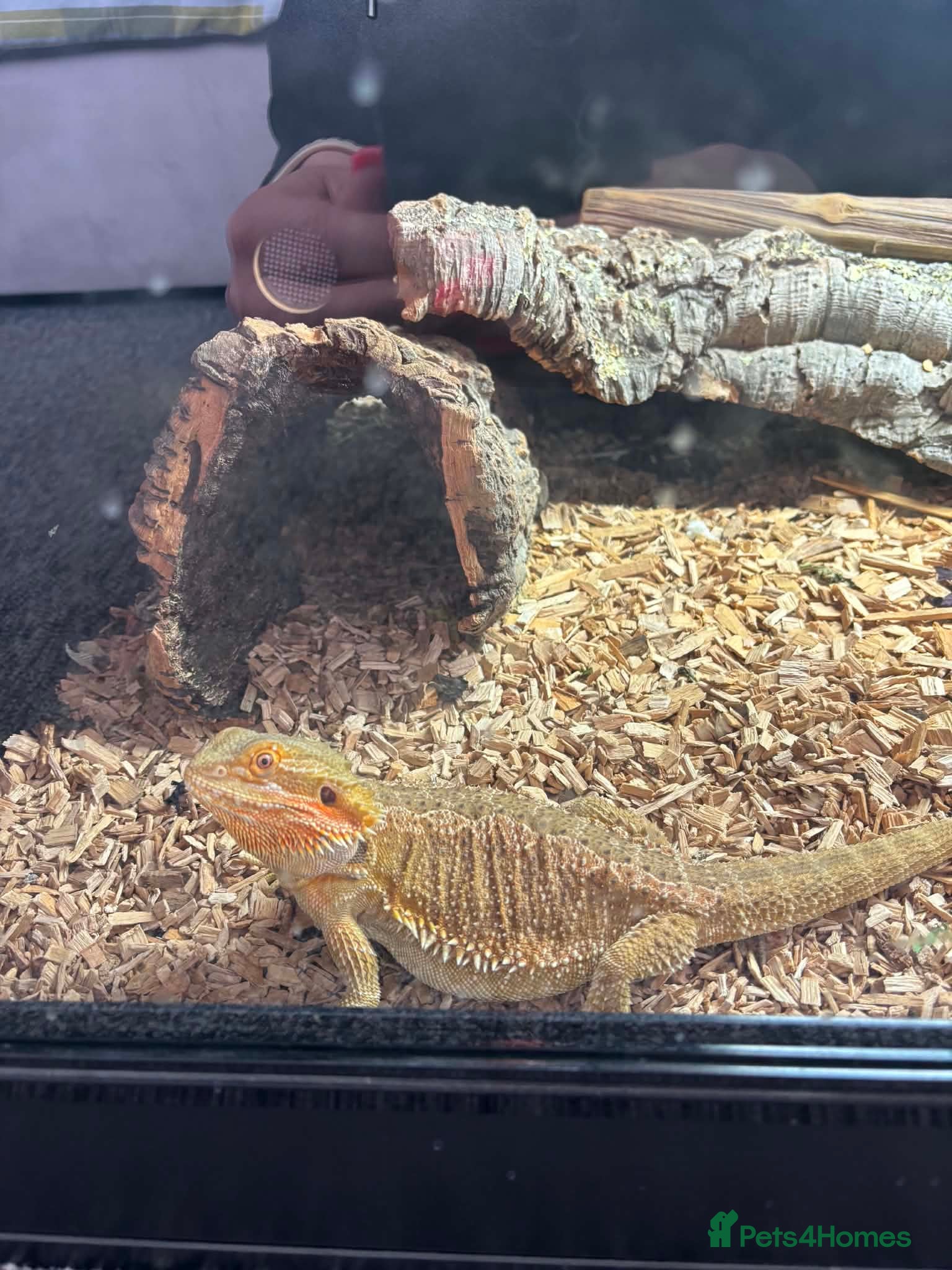 Bearded Dragon reptiles 10month old bearded dragon - Advert 1